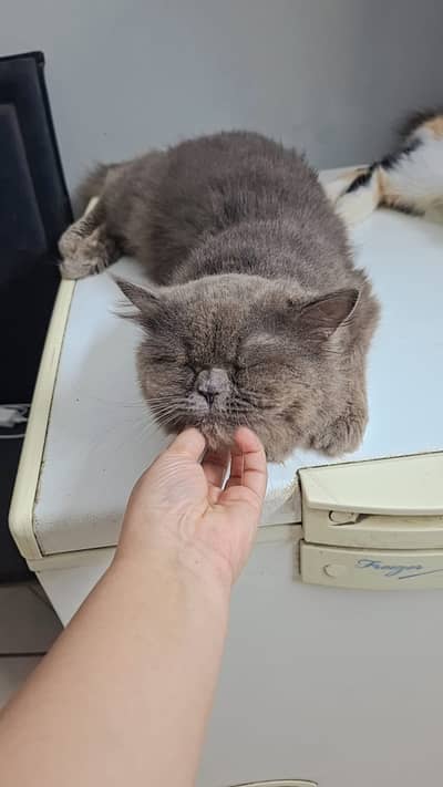 Cats pair for sale