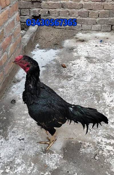 mushka lasani setup for sale