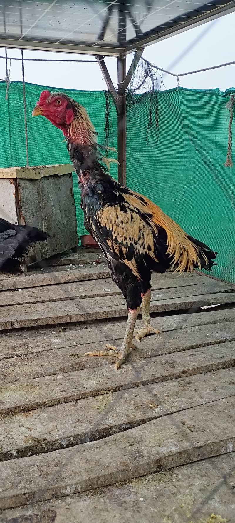 Thai pakoye + Burmi Aseel patha 3