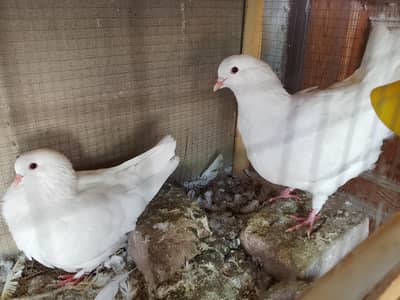 White King Pigeon Breeder Pair