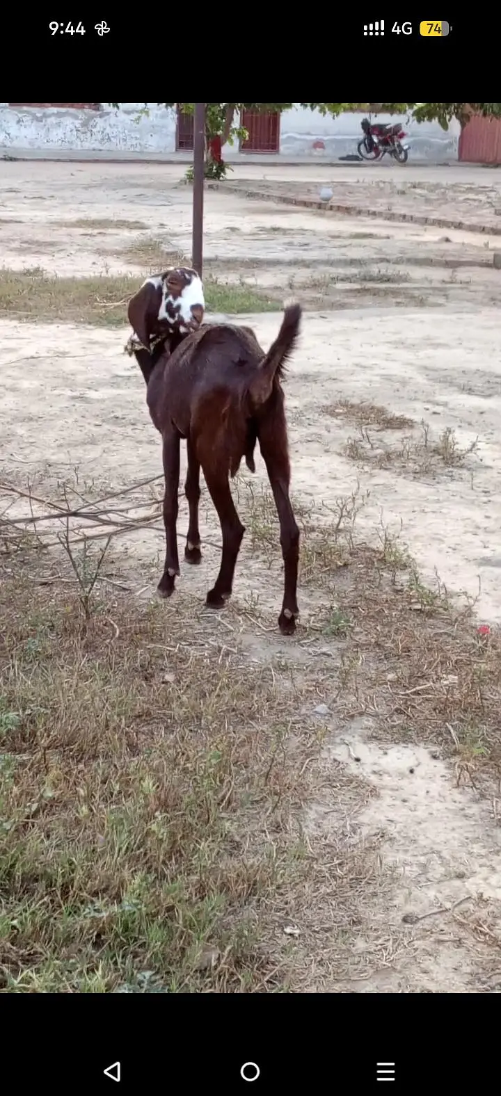 4 dant bakri
