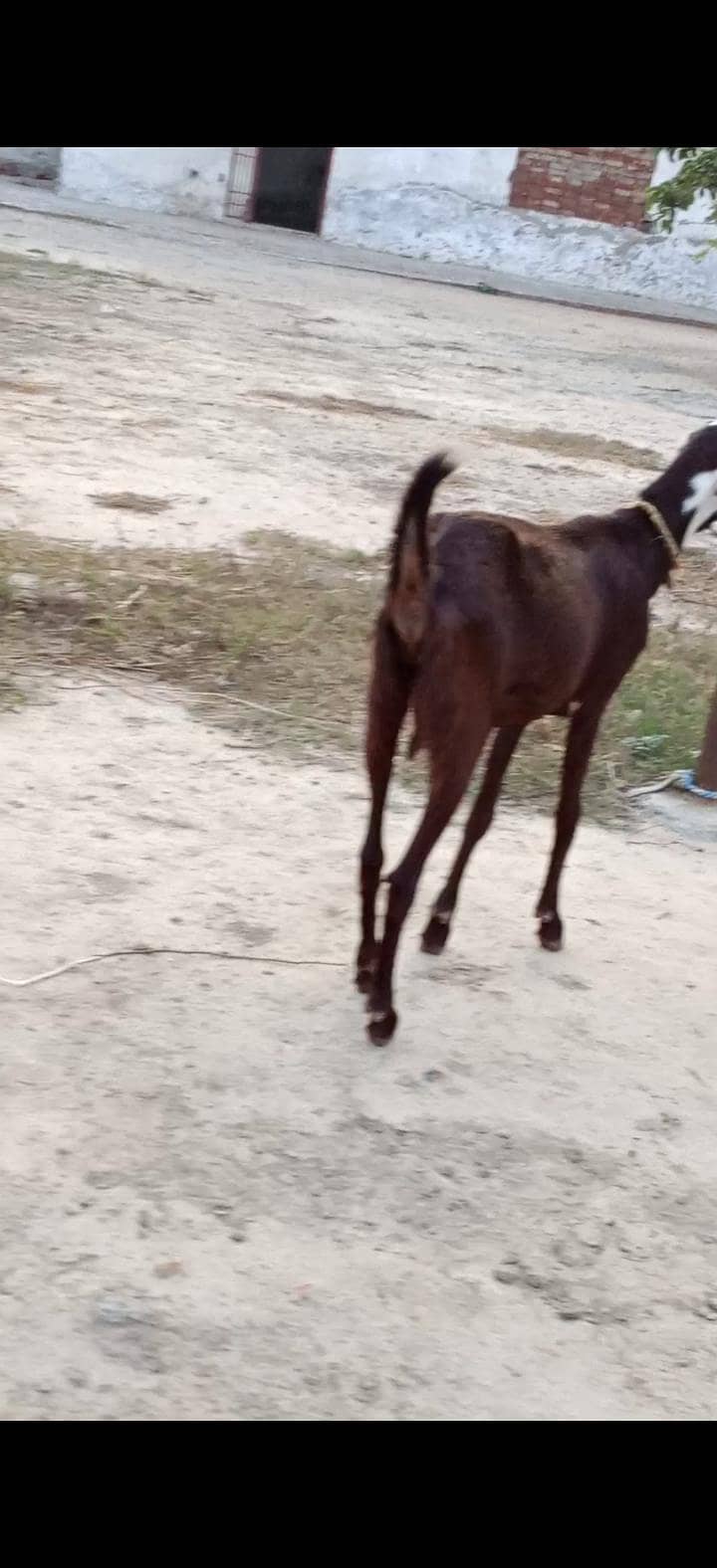 4 dant bakri 1
