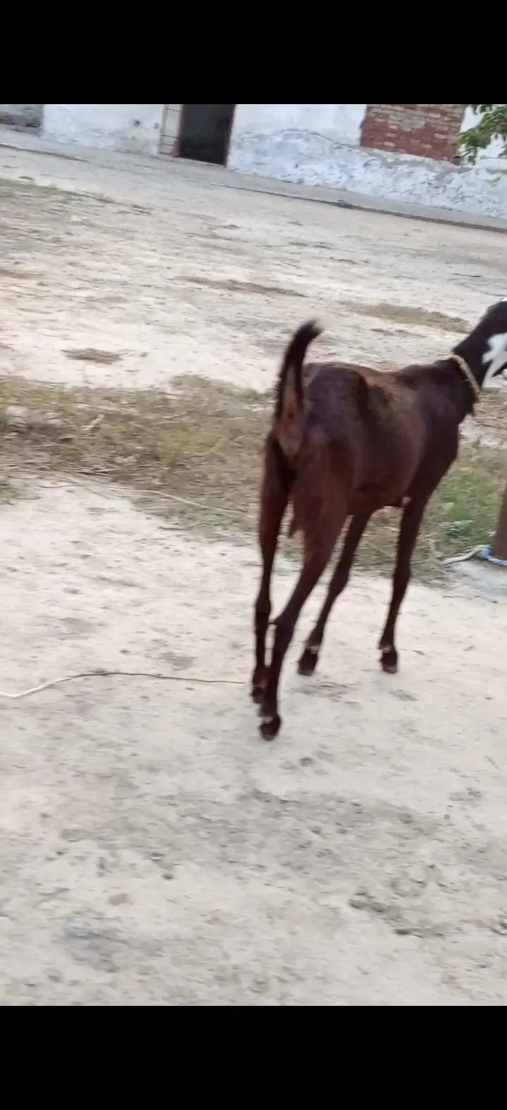 4 dant bakri — photo 2