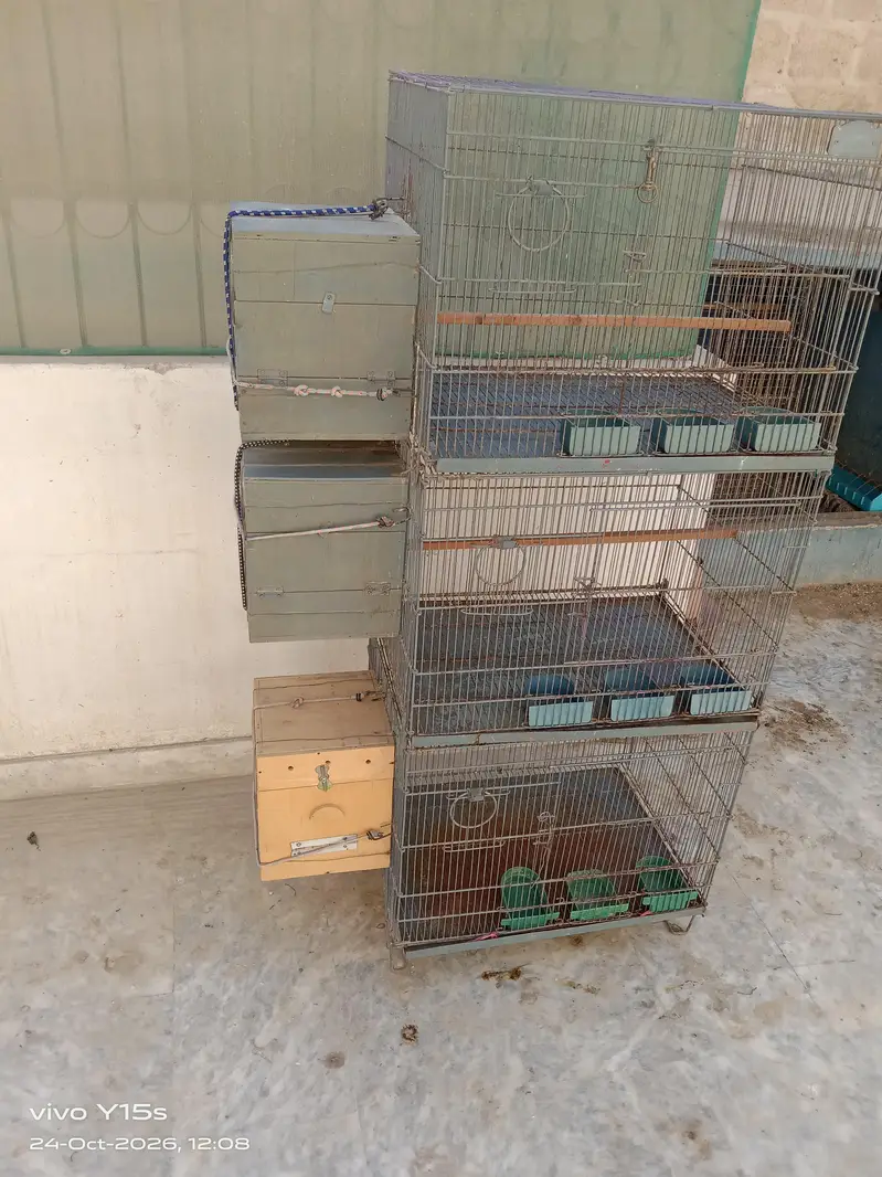 Beautiful Cage | Iron Cage — photo 3