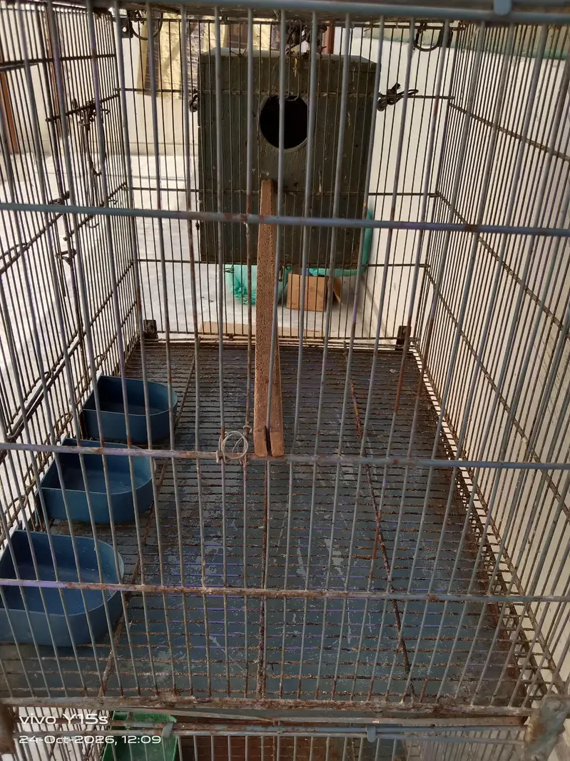 Beautiful Cage | Iron Cage — photo 6