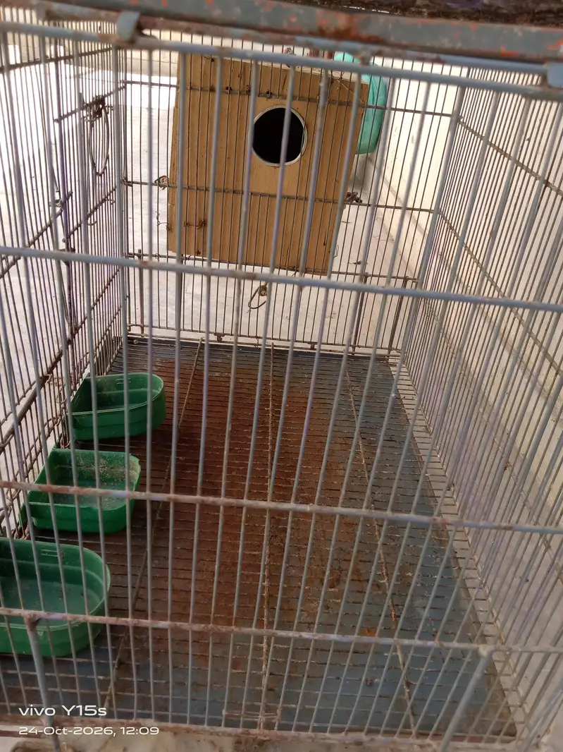 Beautiful Cage | Iron Cage — photo 7