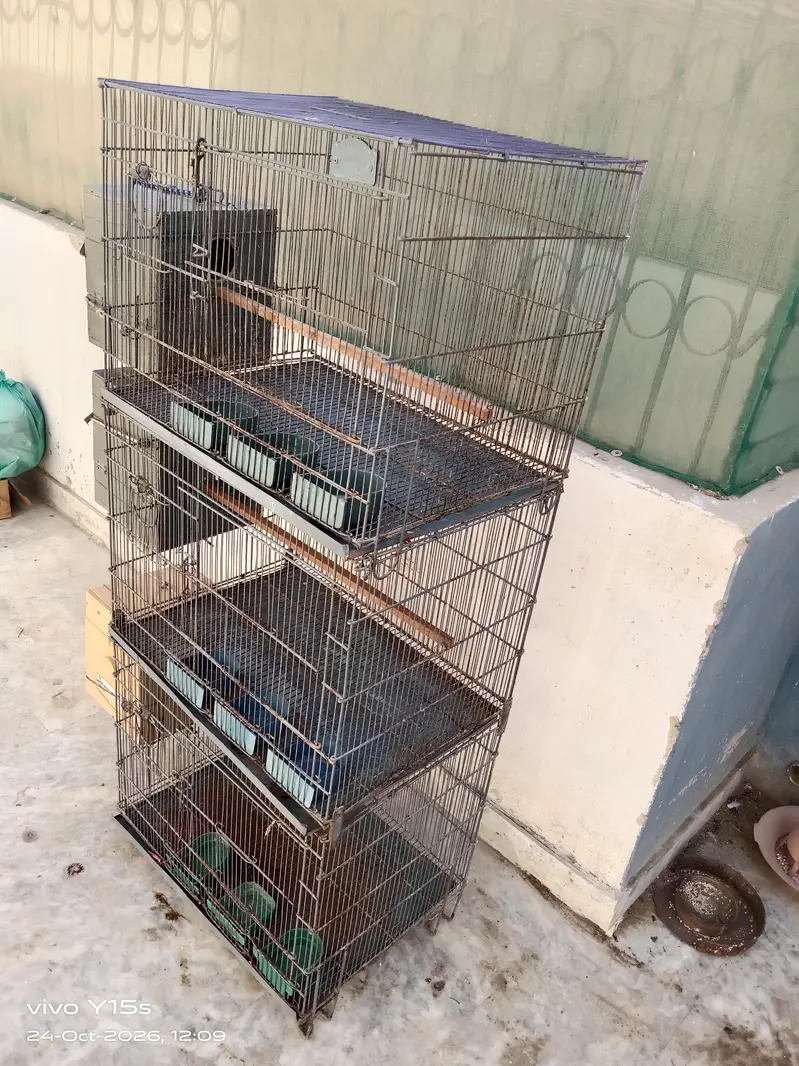 Beautiful Cage | Iron Cage — photo 8