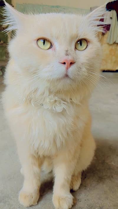 lovely cat