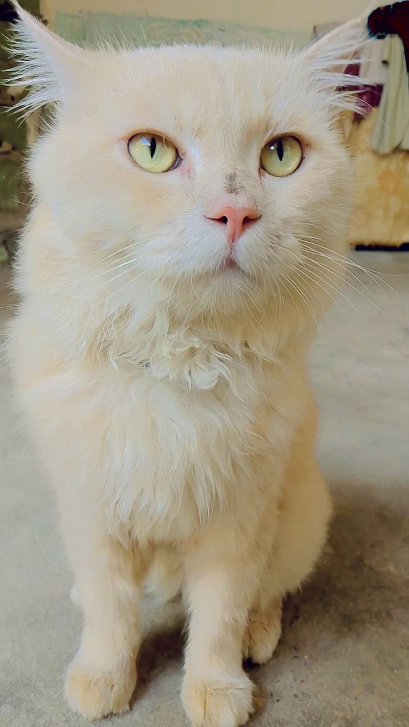 lovely cat 0
