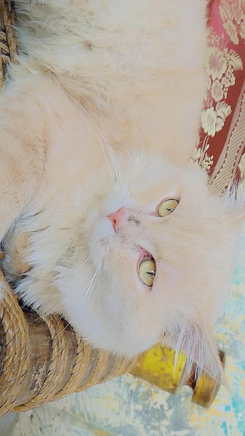 lovely cat 2