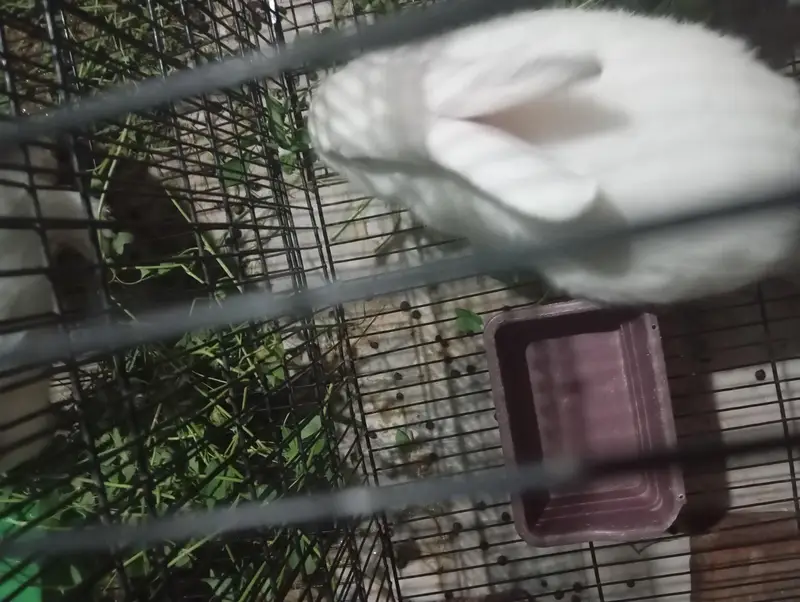 New Zealand Male Rabbit for Sale – 5 Months — photo 5