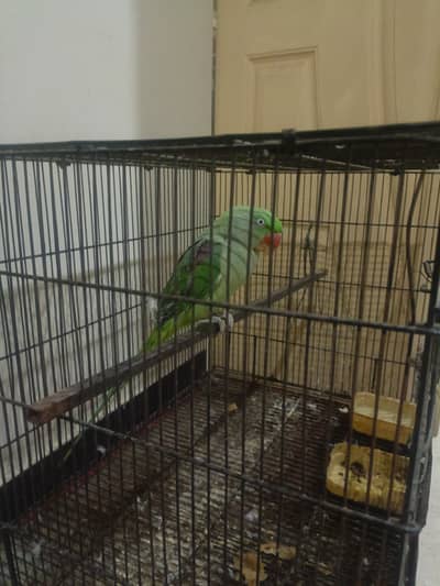 Healthy And Young Raw Female Available for sale