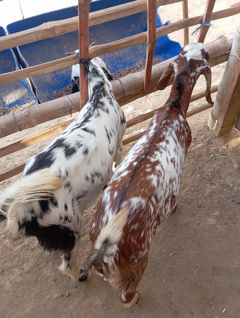 Punjabi goats for sale