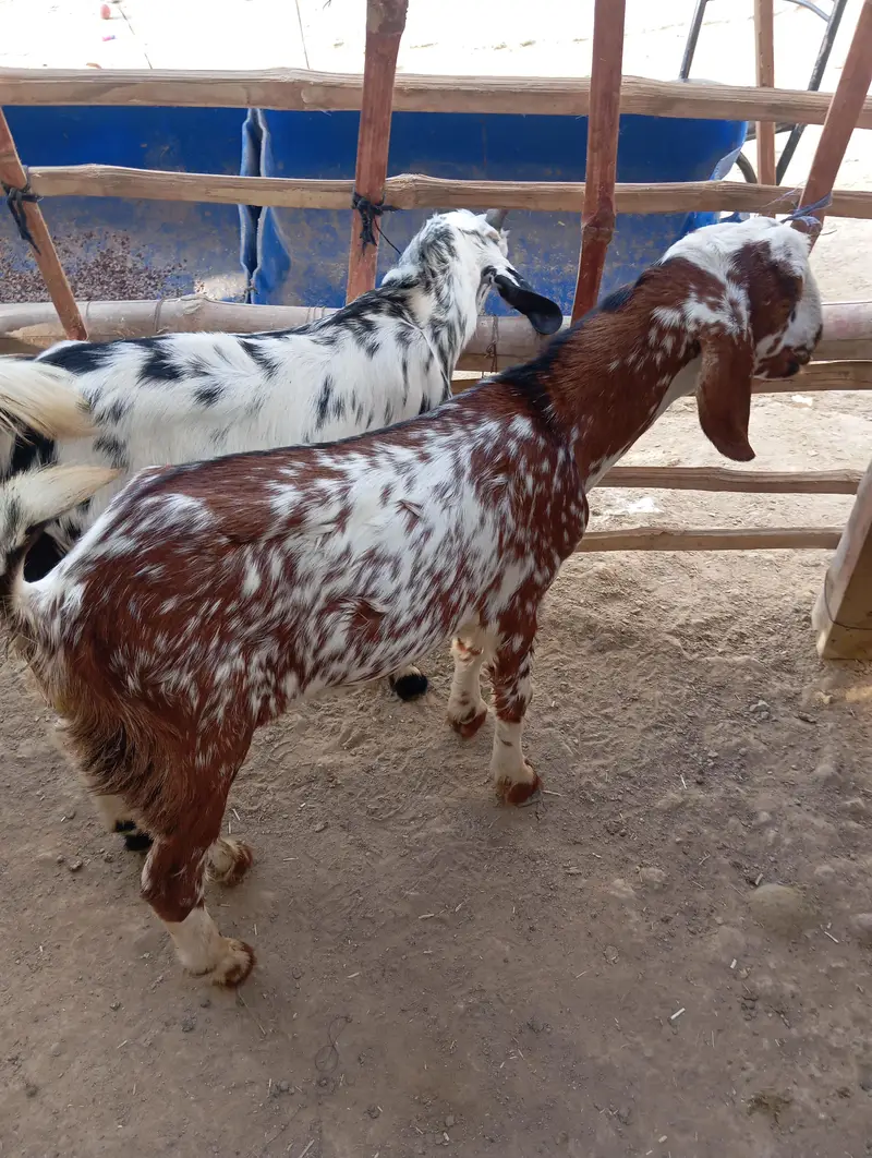 Punjabi goats for sale — photo 2