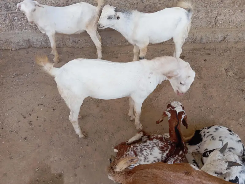 Punjabi goats for sale — photo 3
