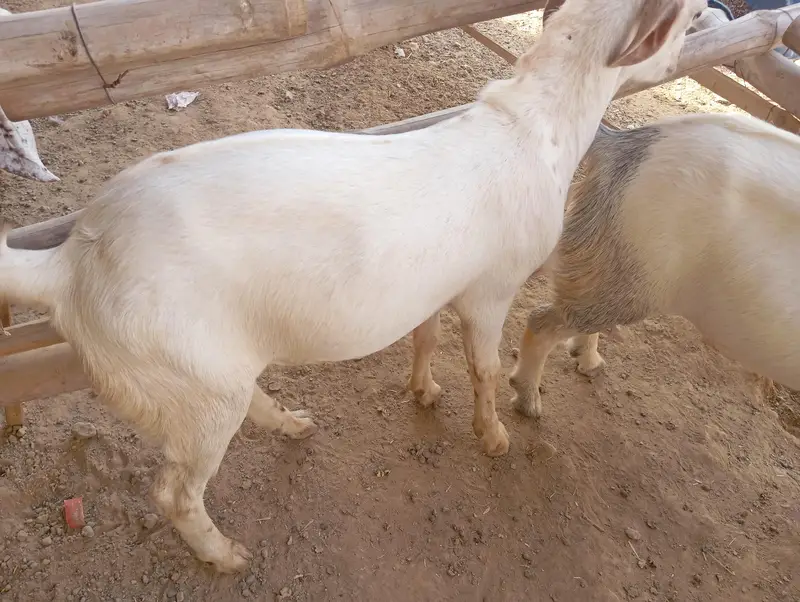 Punjabi goats for sale — photo 4