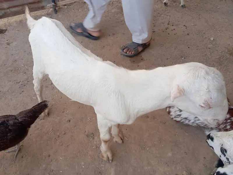 Punjabi goats for sale — photo 5