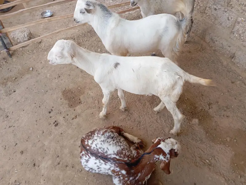 Punjabi goats for sale — photo 6