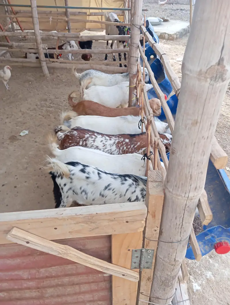 Punjabi goats for sale — photo 7