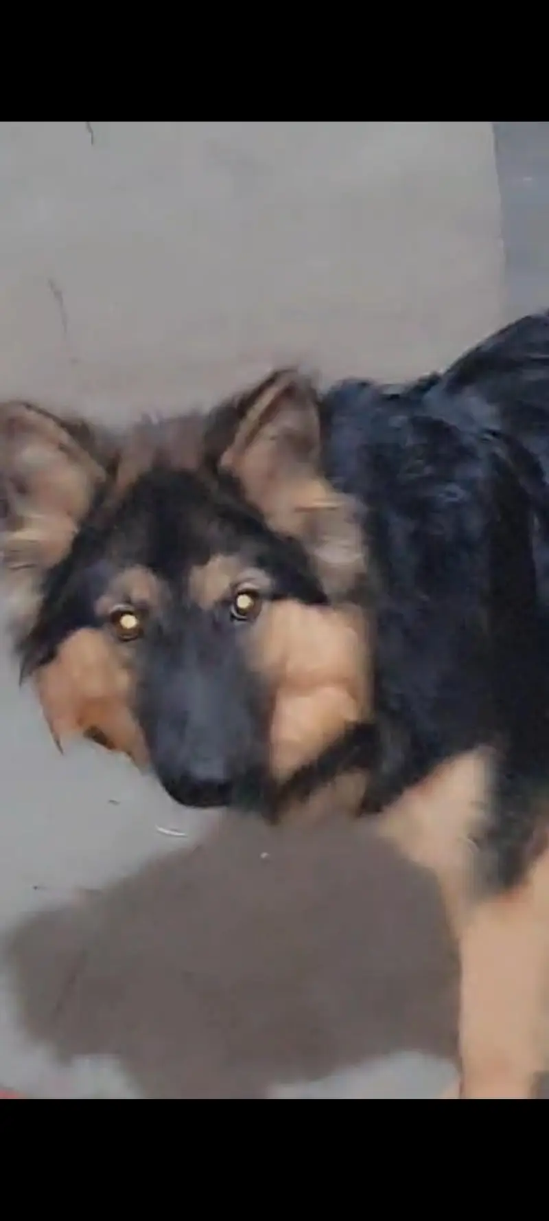 pure blood line female tripel  court — photo 3