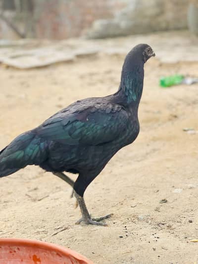 Aseel Dragon Hen