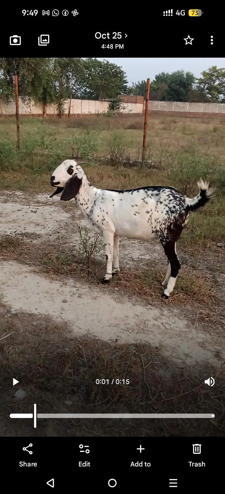 4 dant bakri — photo 3