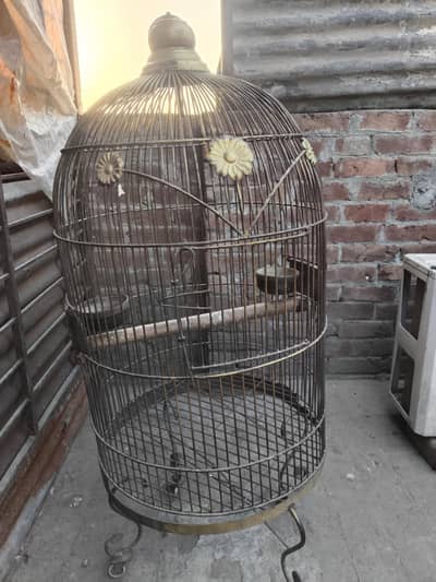 Cage for hand tame parrot