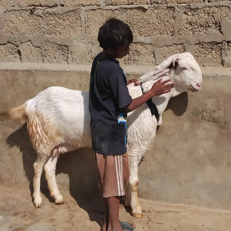 gulabi bakri for sale
