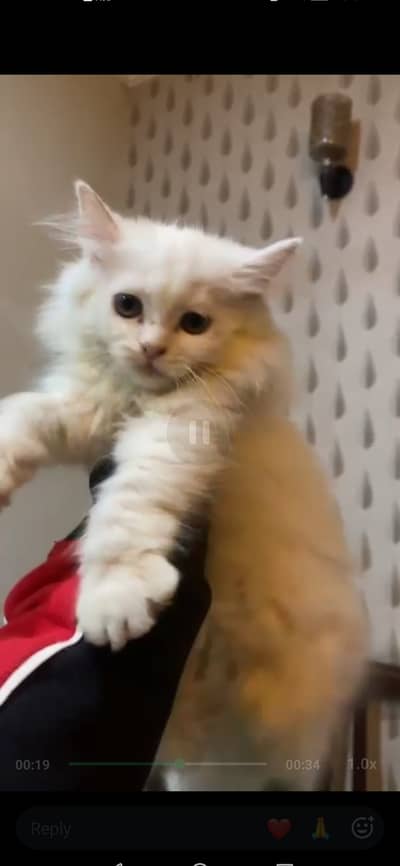 Percian kitten female for sale 03349493790 whatsapp number