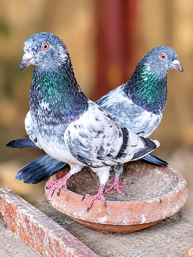 Golden pair 1