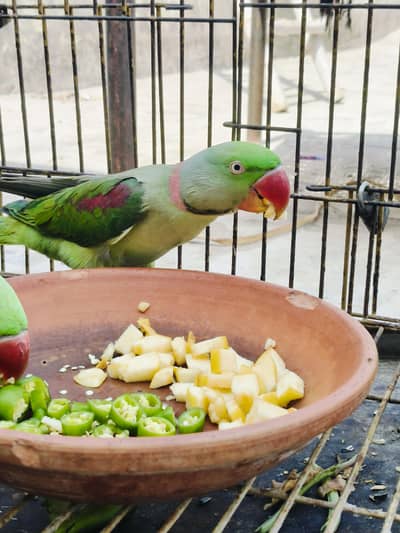 Rae parrot pair