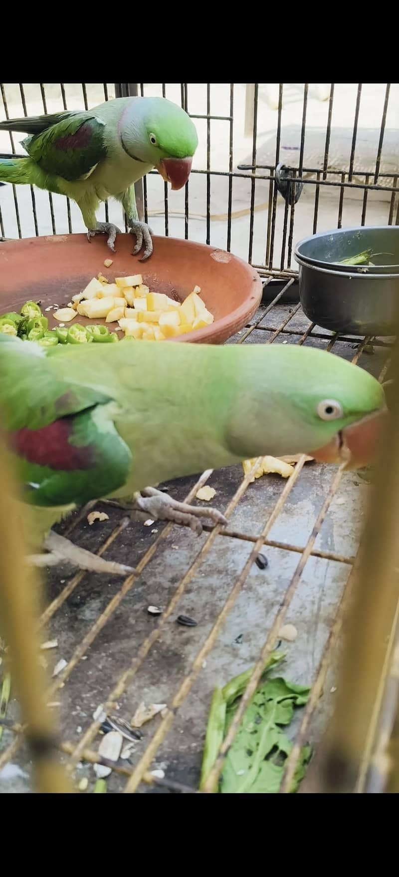 Raw parrot pair 1