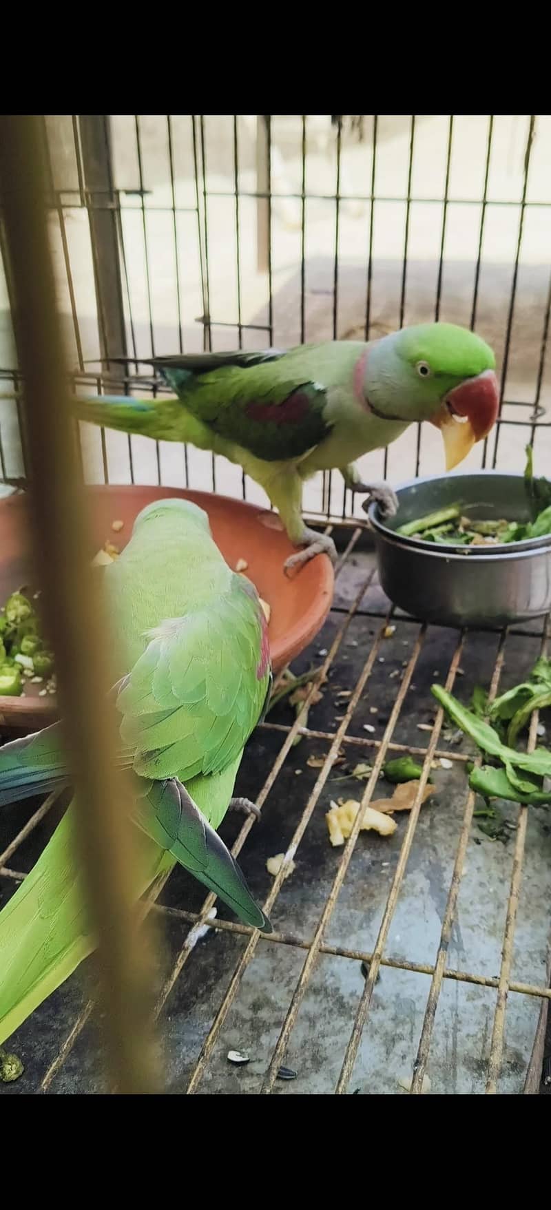 Raw parrot pair 2