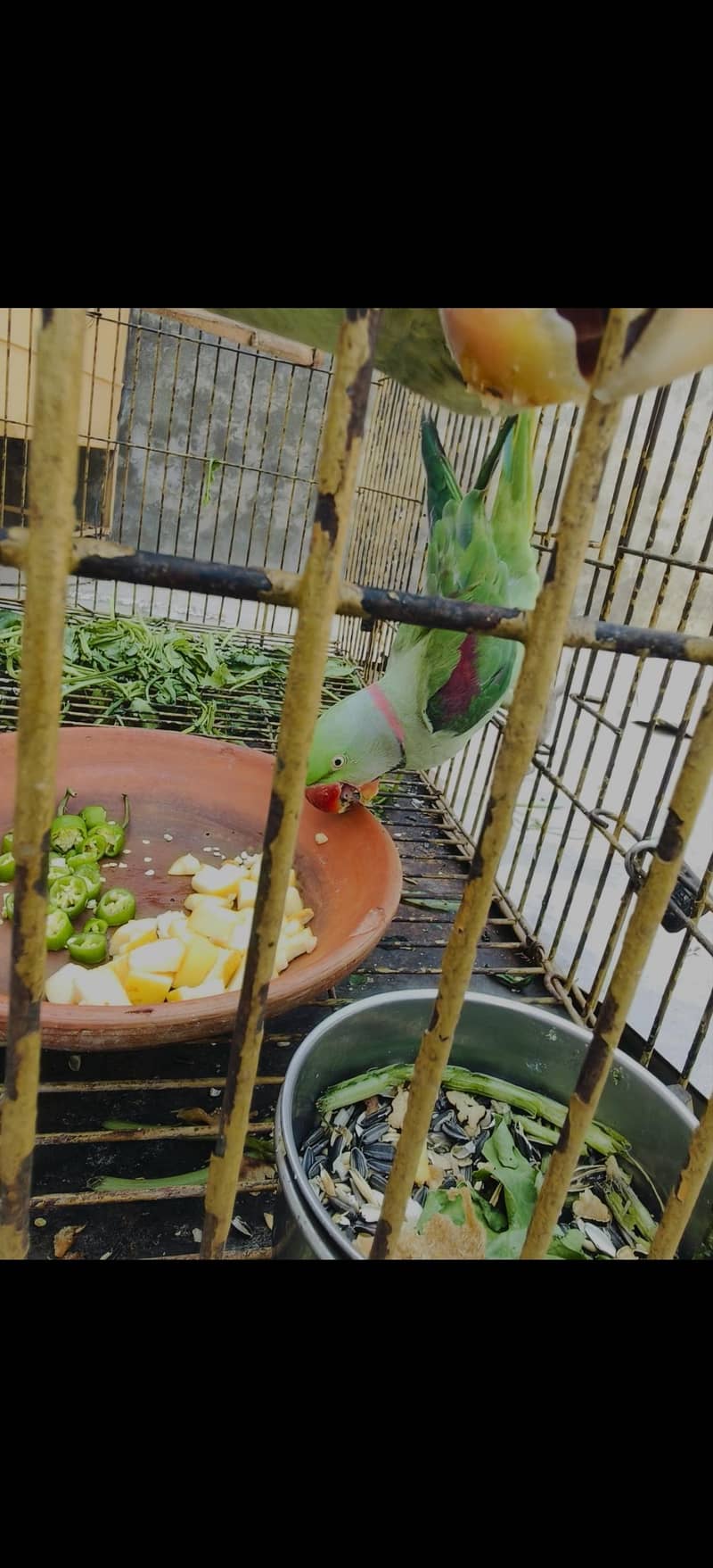Raw parrot pair 3