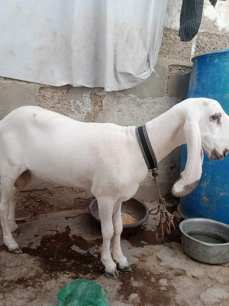 larkana Dumbha — photo 2