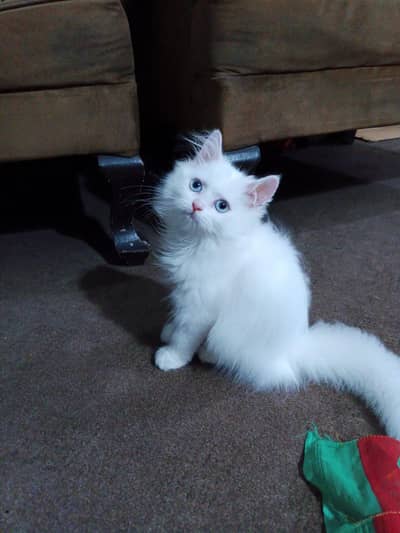 3 coated Persian cat for sale