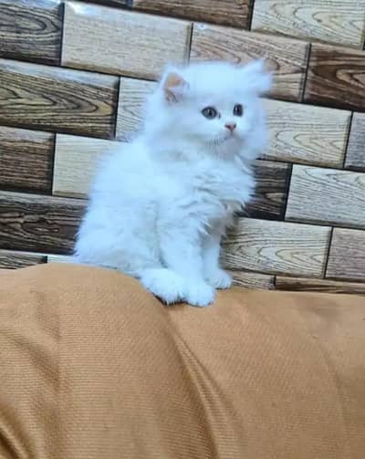 Persian cat for sale 2 month age available
