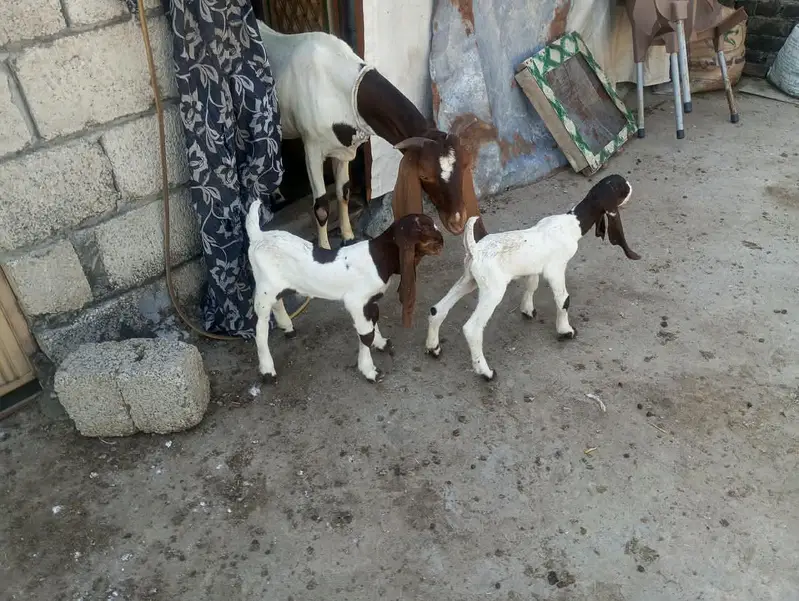 0317-6118773