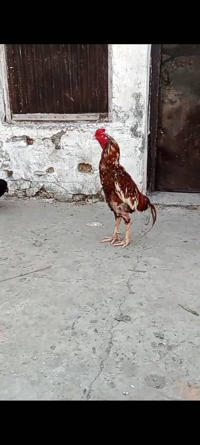 urjant sale karna ha change bi ho sakta ha