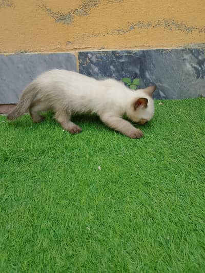 siamese kitten for sale