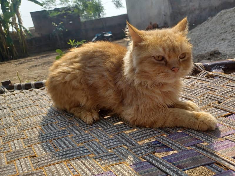 Persian cat pair 0