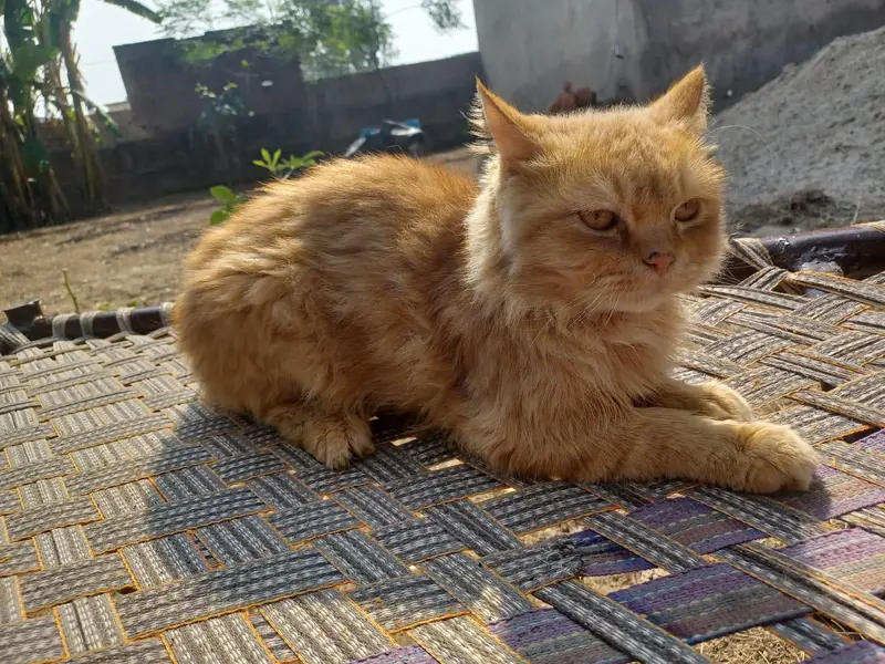 Persian cat pair