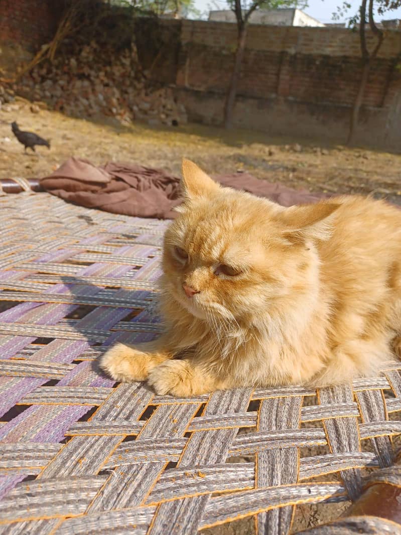 Persian cat pair 1