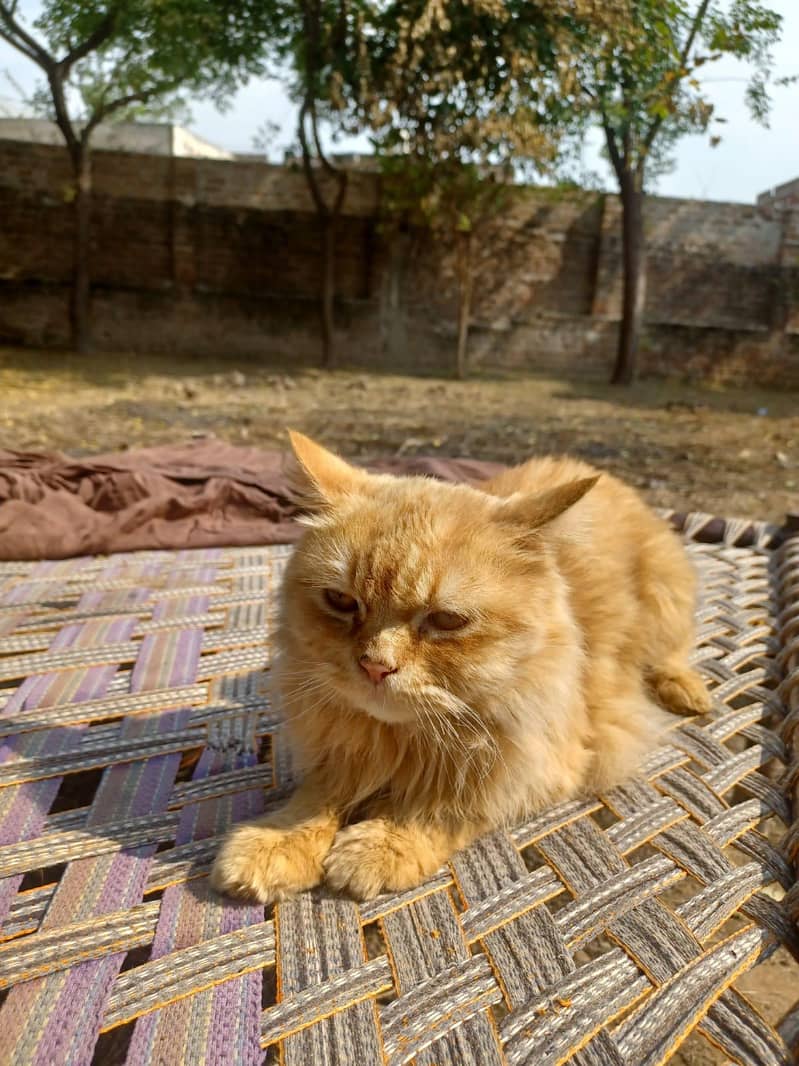 Persian cat pair 2