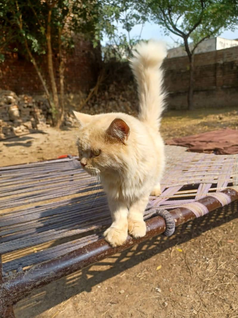 Persian cat pair 3