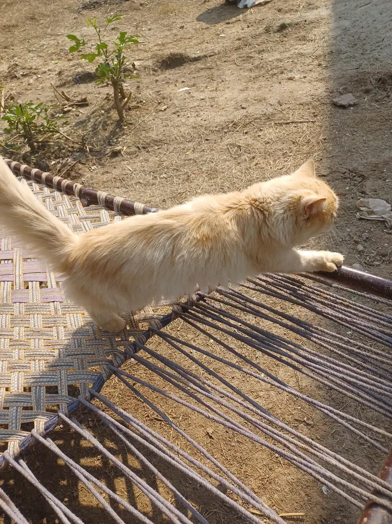 Persian cat pair — photo 5