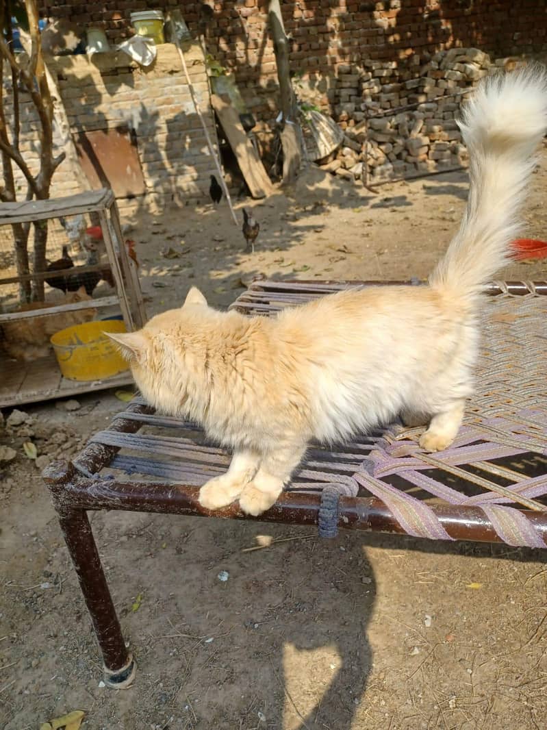 Persian cat pair 5