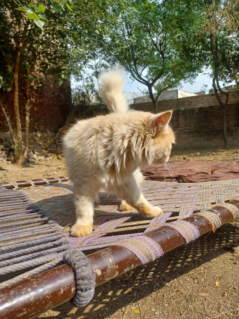 Persian cat pair 6