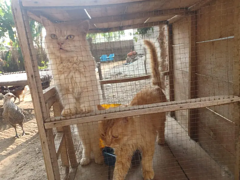 Persian cat pair — photo 8