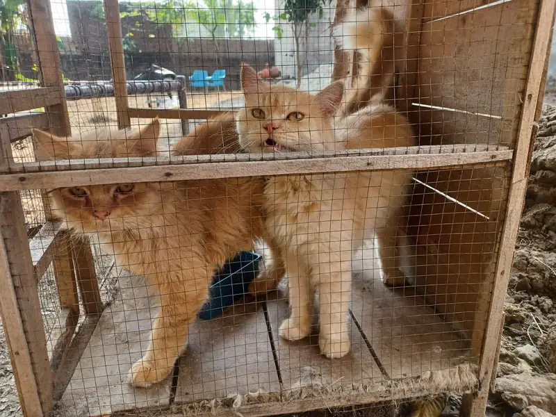 Persian cat pair — photo 9